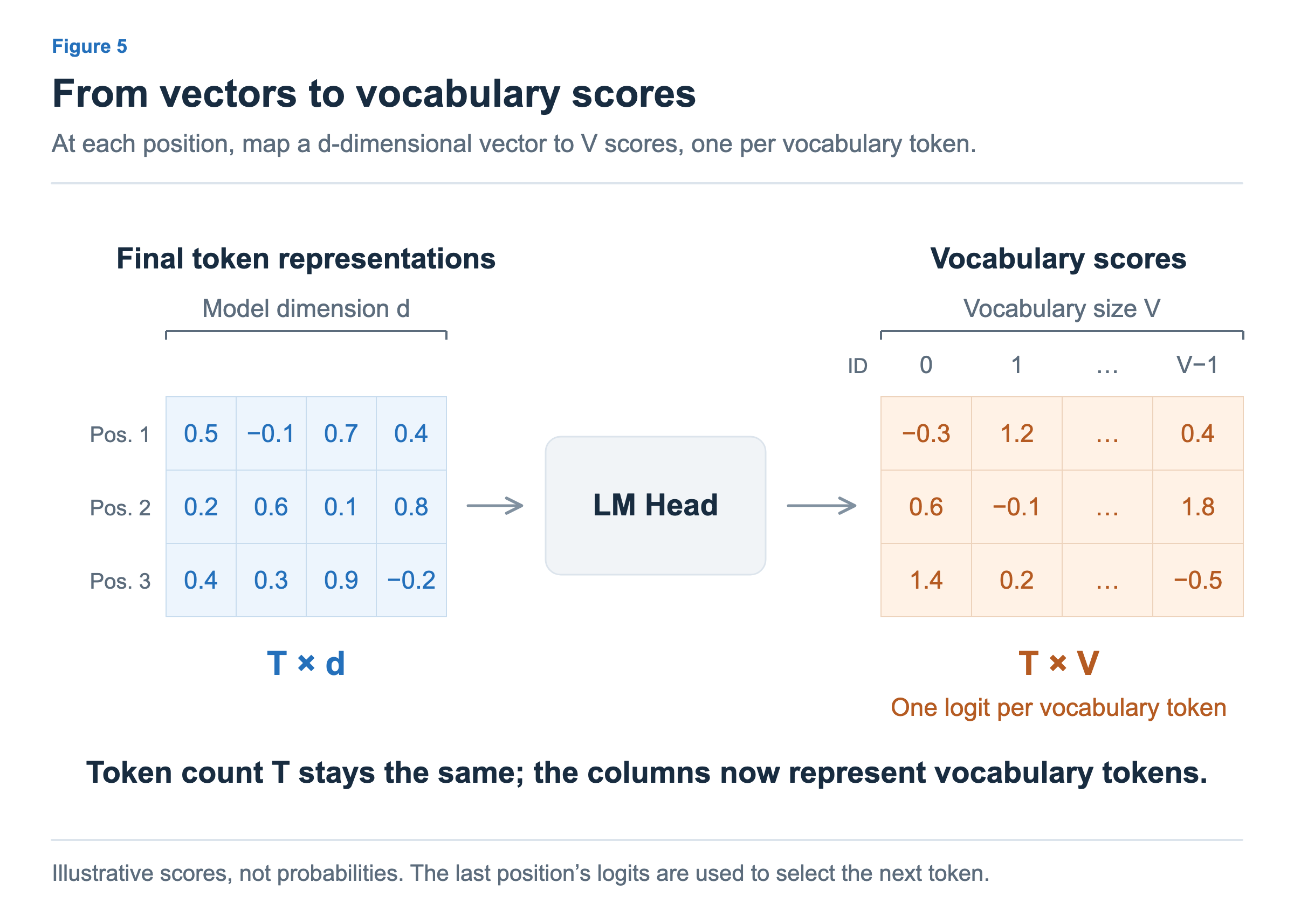 The LM Head maps token representations of shape T × d to vocabulary scores of shape T × V. Each output column corresponds to one token ID in the vocabulary.