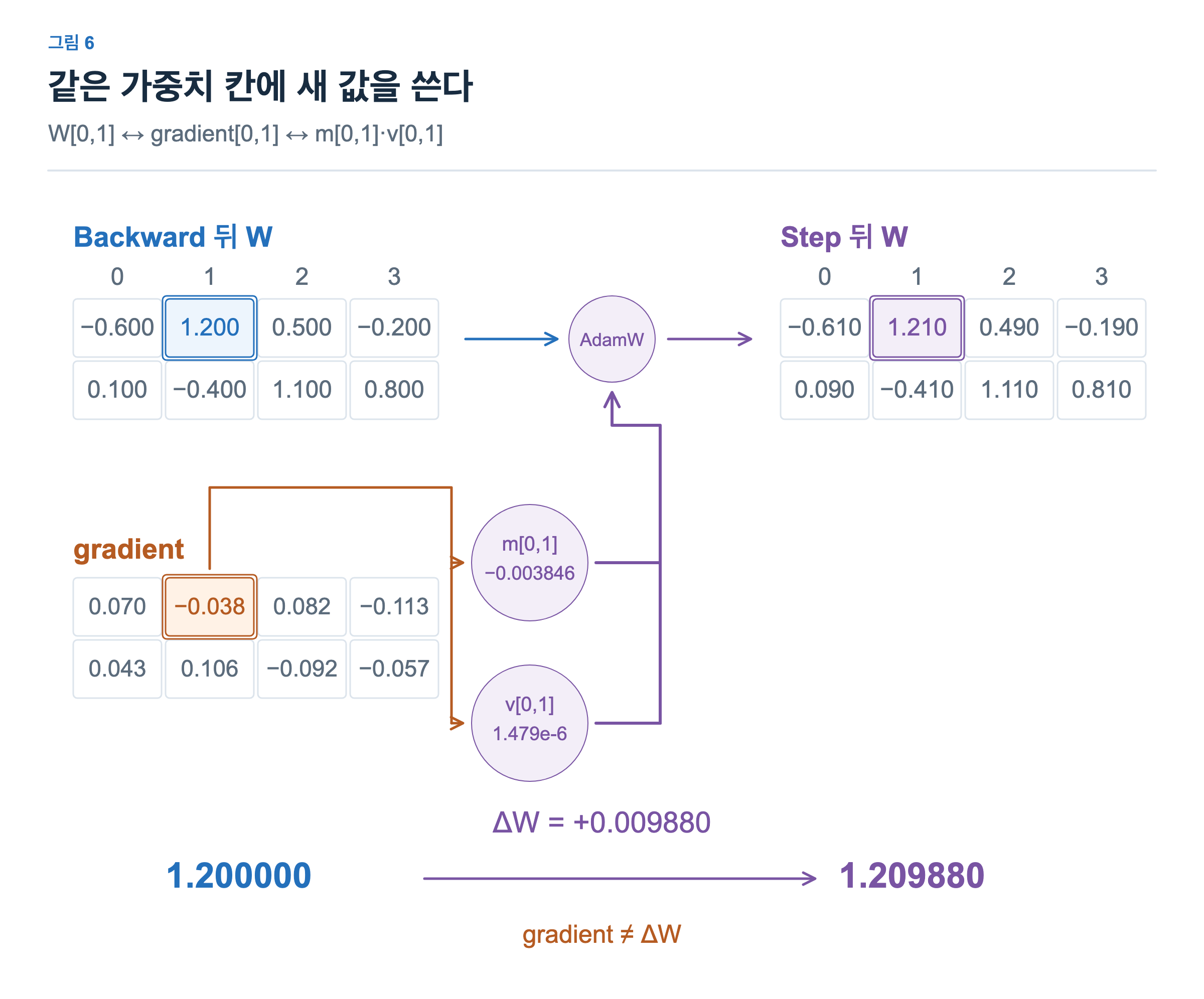 backward 후의 W 행렬과 gradient 행렬에서 같은 칸을 표시한다. Gradient가 해당 파라미터의 m과 v 상태 계산으로 이어지고 AdamW가 W 칸을 1.2에서 1.20988로 바꾼다.