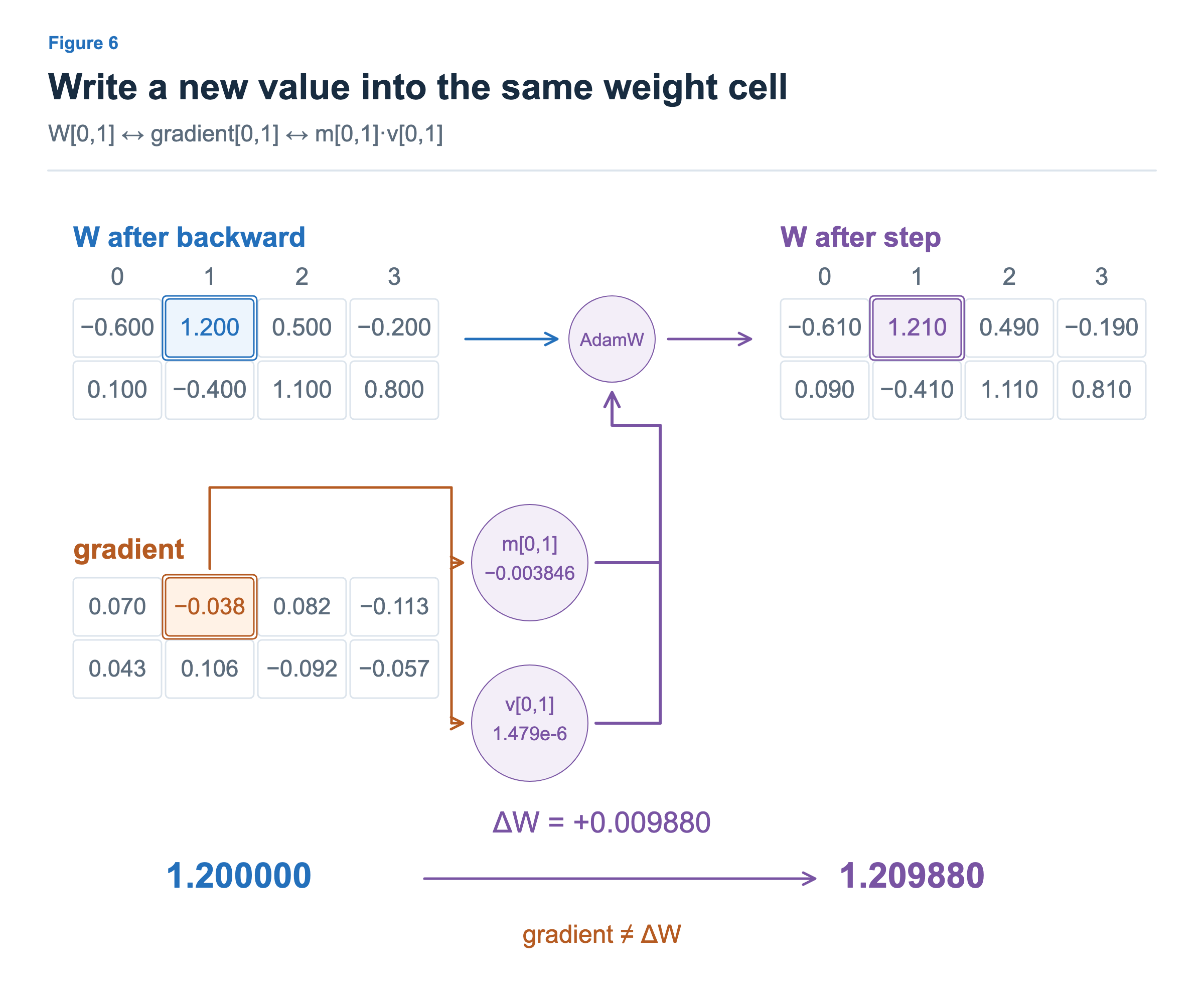 The same cell is highlighted in W after backward and in its gradient matrix. The gradient feeds the parameter’s m and v states; AdamW changes that W cell from 1.2 to 1.20988.